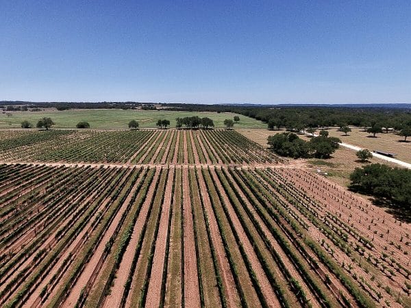 A drone photo of Sandy Road Vineyard showing plantings of Prieto Picudo and Mencia (background, center and right) and Tempranillo (foreground, center)