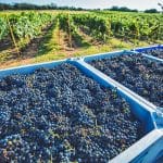 An Update on the 2021 Texas Grape Harvest