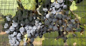 Grapes at Sandy Road Vineyards