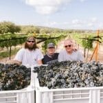 Texas Wineries Are Reporting an Outstanding Wine Grape Harvest