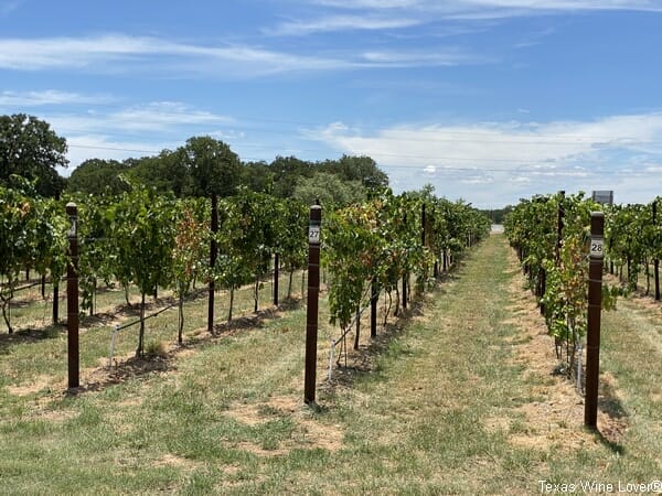 Hilmy Cellars estate vineyard