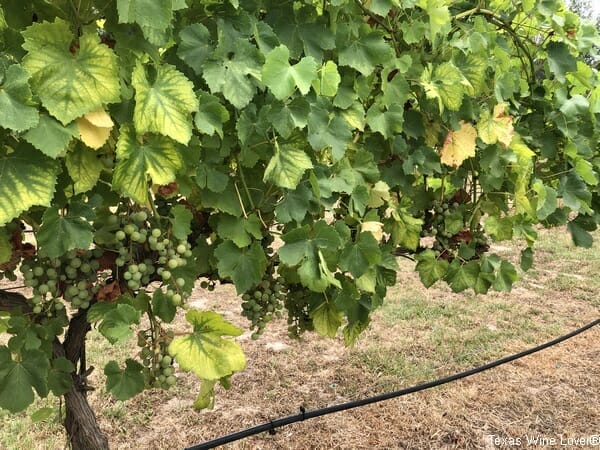 Rowdy Creek Ranch grapevines