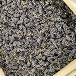 Tales from the Crush Pad #4: How Many Grapes Make a Bottle of Wine?