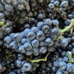 Tales from the Crush Pad #5: Biology in Wine