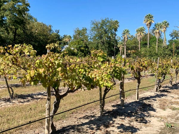 Val Verde Winery vineyard plot
