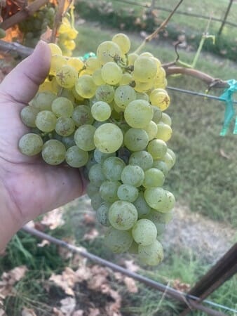 Breaking Bud Vineyard Picpoul Blanc from the 2022 Harvest. Photo Courtesy of Rusty Mauldin.