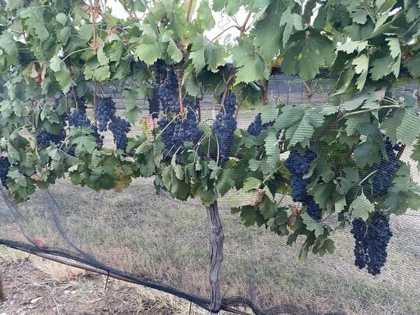 Hartman Estate Tempranillo Protected by Hail Nets Hanging in Preparation for Harvest 2022. Photo Courtesy of Krista Hartman.