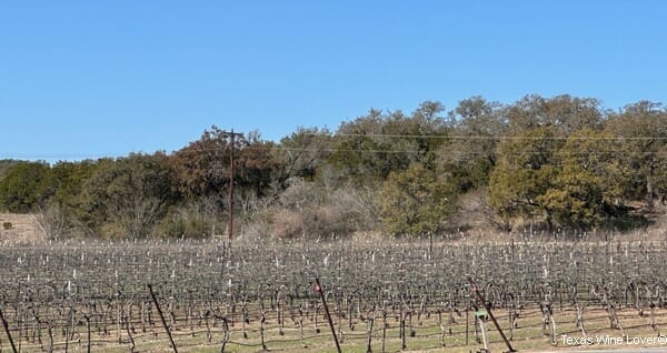 Flat Creek Estate vines