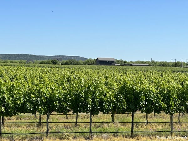 Uplift Vineyard overlooking vineyard