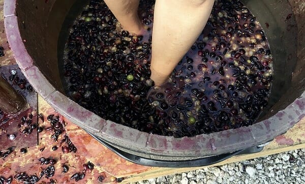 Where to go Grape Stomping in Texas 2023