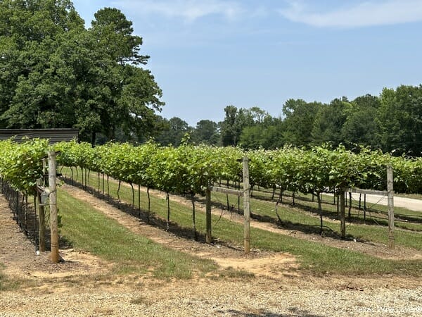 Green Goat Winery & Vineyard vineyard