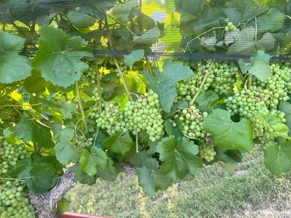 Texas Heritage Vineyard grapes