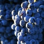 Aglianico: An Italian Grape with a Funny Name and a Bold Flavor
