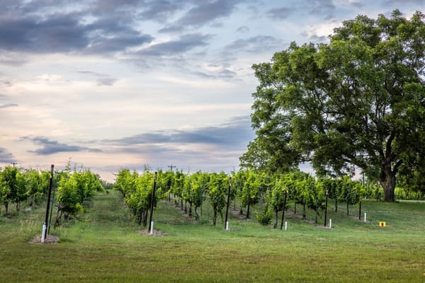 Flat Creek Estate vineyard